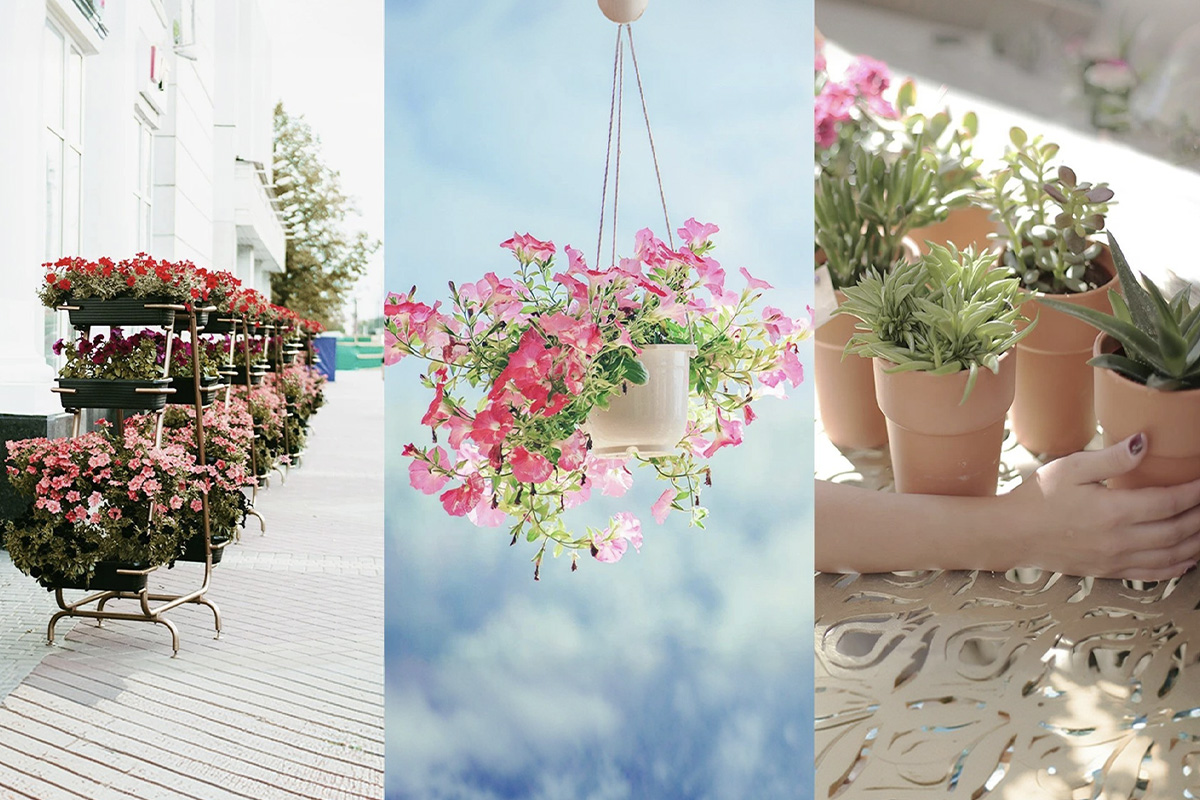 Hanging Baskets
